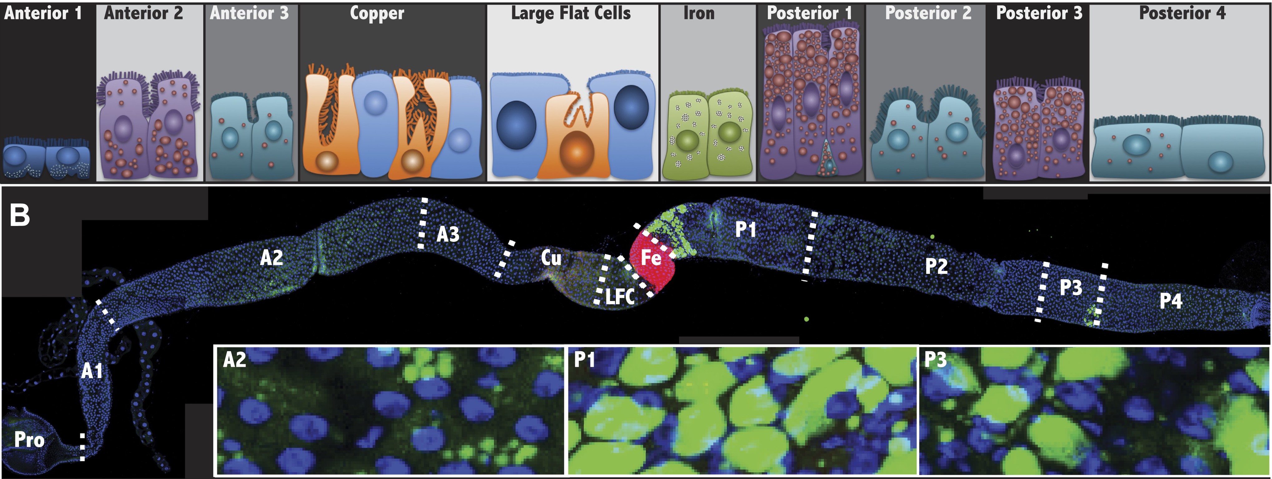 Marianes, A., & Spradling, A. C. (2013). Physiological and stem cell compartmentalization within the Drosophila midgut. eLife, 2, e00886. http://doi.org/10.7554/eLife.00886. Figure 1.