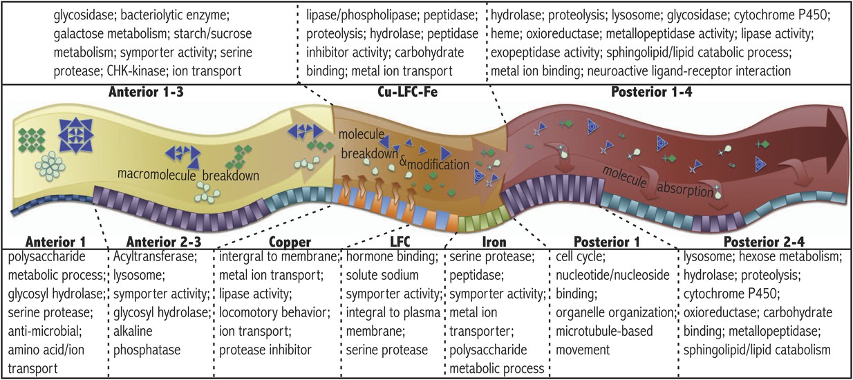 Marianes, A., & Spradling, A. C. (2013). Physiological and stem cell compartmentalization within the Drosophila midgut. eLife, 2, e00886. http://doi.org/10.7554/eLife.00886. Figure 3.