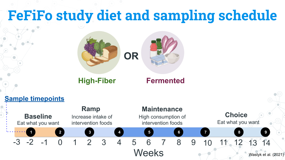 An image showing the FeFiFo study design.