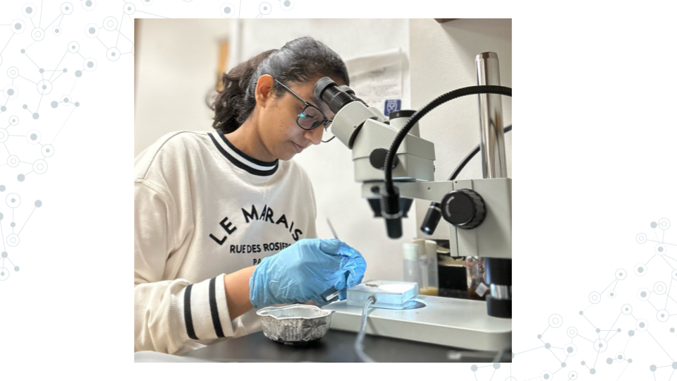 A picture of Gauri Paul, a previous C-MOOR student and scholar working with Drosophila at a microscope.