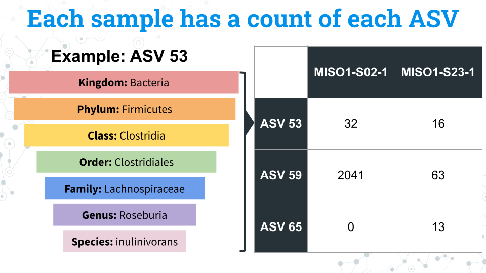 A slide titled Each sample has a count of each ASV. On the left side of the slide is an upside down pyramid with the largest rectangle on top and smallest on the bottom. From the top to bottom are the taxonomic ranks: Kingdom, Phylum, Class, Order, Family, Genus, and Species, along with the taxonomy for Roseburia inulinivorans. An arrow denotes that this ASV is ASV 53 and points to a table that relates the counts of each ASV found in each specific sample. For ASV 53, there are 32 counts found in the sample MISO1-S02-1 and 16 counts found in the sample MISO1-S23-1.