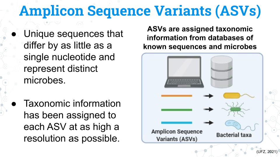 A slide titled Amplicon Sequence Variants (ASVs). On the side of the slide reads in bullet points: 1) ASVs are unique sequences that differ by as little as a single nucleotide and represent distinct microbes. 2) Taxonomic information has been assigned to each ASV at as high a resolution as possible. On the right side there is a bolded title that reads: ASVs are assigned taxonomic information from databases of known sequences and microbes, underneath which is an image of a laptop and three colored lines representing unique ASVs (sequences) that correlate to one of three microbes in correlated colors.