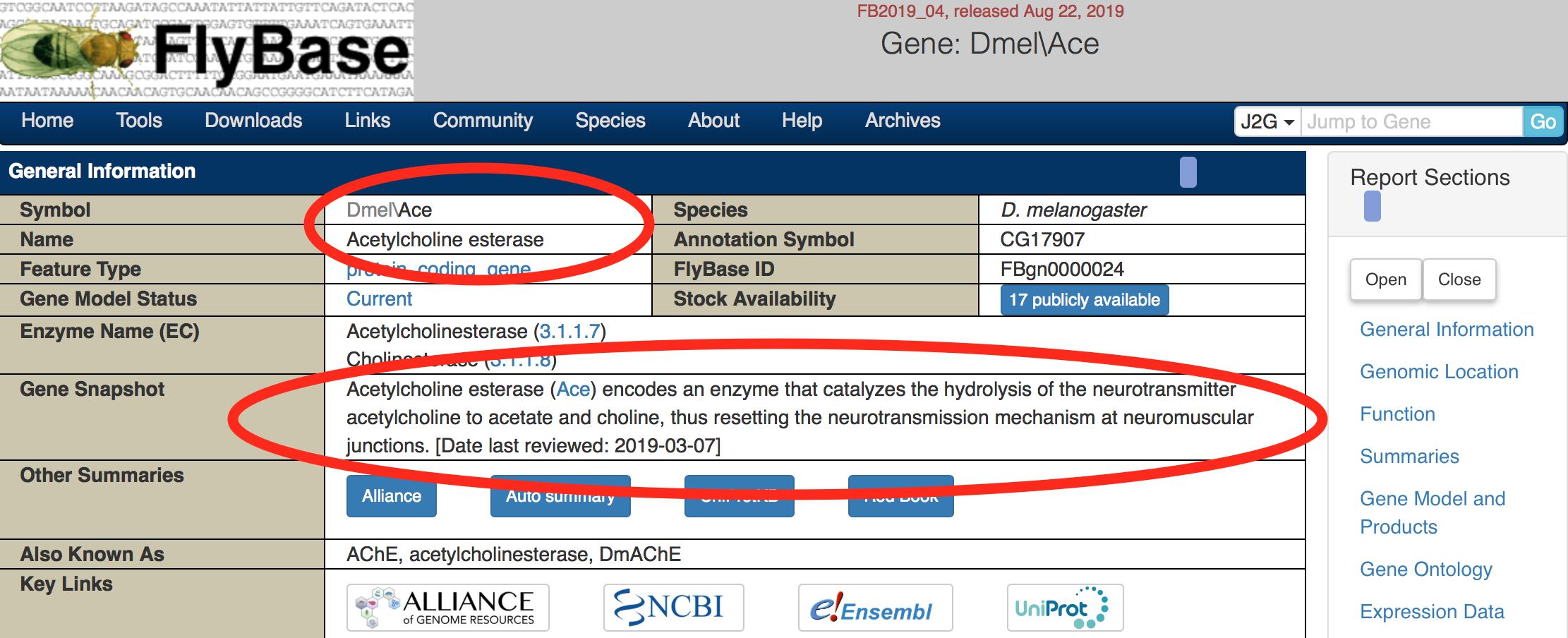 Screenshot of the top of the FlyBase page for the Ace gene. The page contains a table of information about the gene, and two areas of the page are circled. The first circle encompasses, the Symbol, which is 'Dmel\Ace' and and the Name, which is 'Acetylcholine esterase'. The second circle encompasses the Gene Snapshot, which says 'Acetylcholine esterase (Ace) encodes an enzyme that catalyzes the hydrolysis of the neurotransmitter acetylcholine to acetate and choline, thus resetting the neurotransmission mechanism at neuromuscular junctions.'.