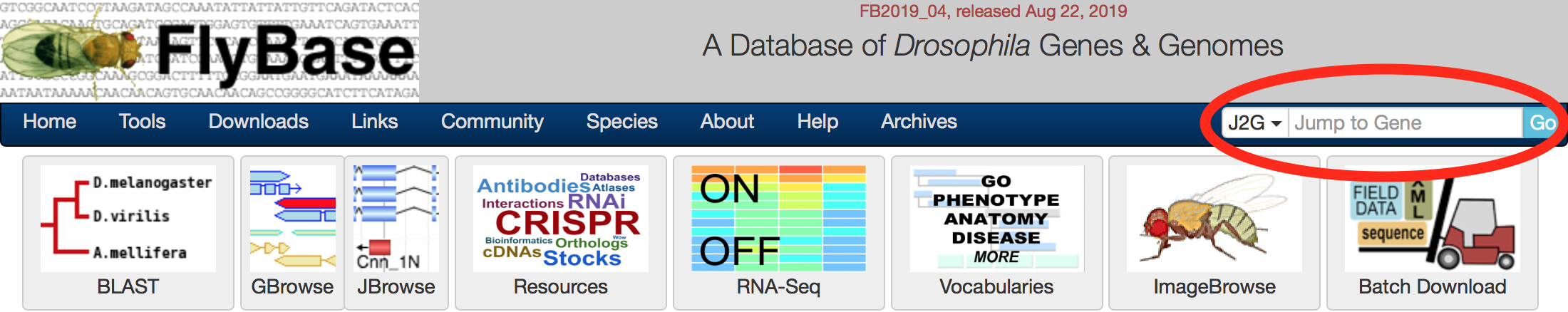 Screenshot of the top of the FlyBase homepage, showing buttons linking out to various tools. The searchbox labeled 'Jump to Gene' is circled.