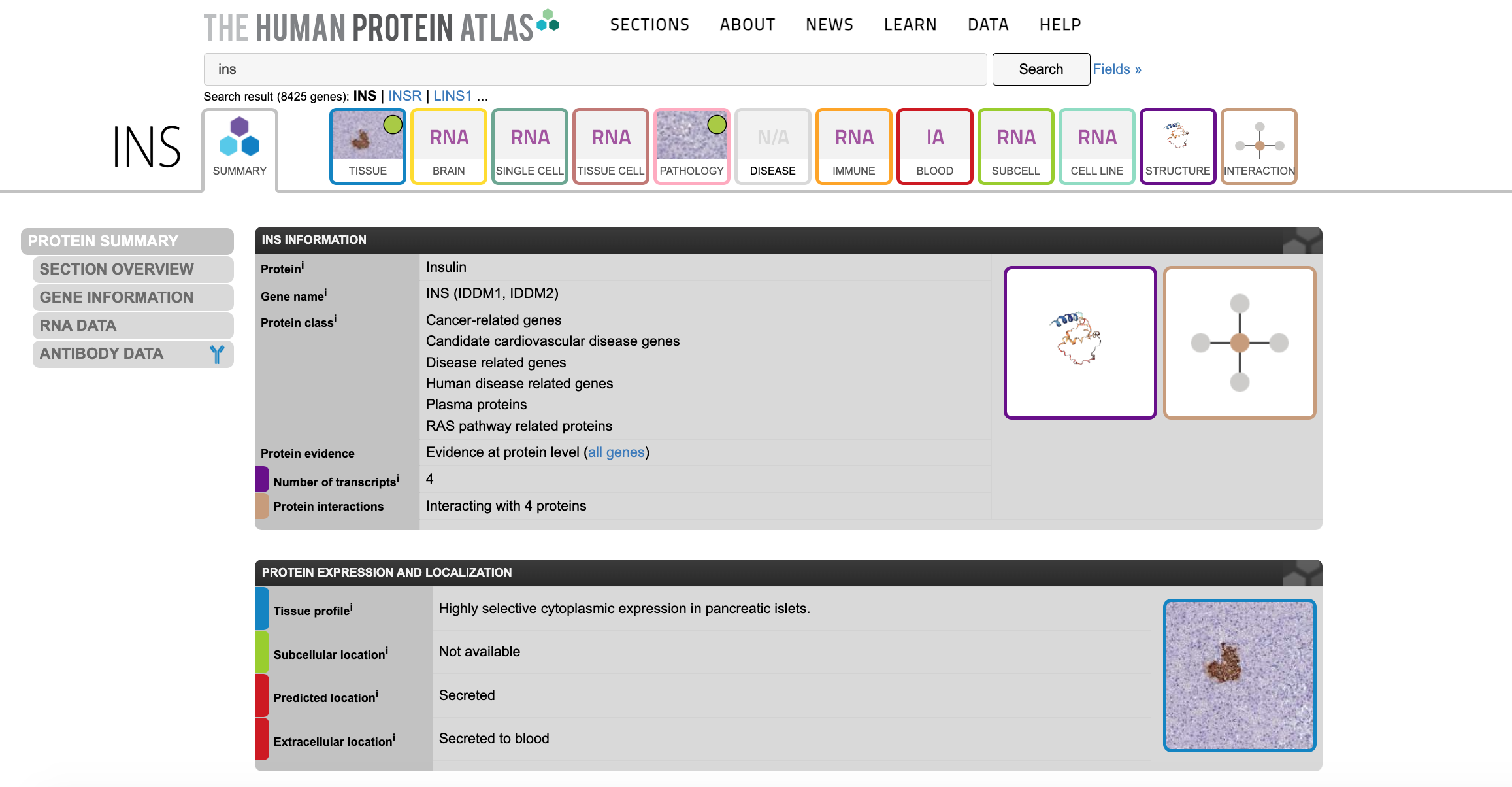 Screenshot of the top of the Human Protein Atlas page for INS, showing two tables. The Information table contains basic information about the protein including its name (Insulin), Gene name (INS), and Protein class (Cancer-related genes, Candidate cardiovascular disease genes, Disease related genes, Human disease related genes, Plasma proteins, RAS pathway related proteins). The Protein Expression and Localization table summarizes insulin localization, including Tissue profile (Highly selective cytoplasmic expression in pancreatic islets), Subcellular location (Not available), and Extracellular location (Secreted to blood).