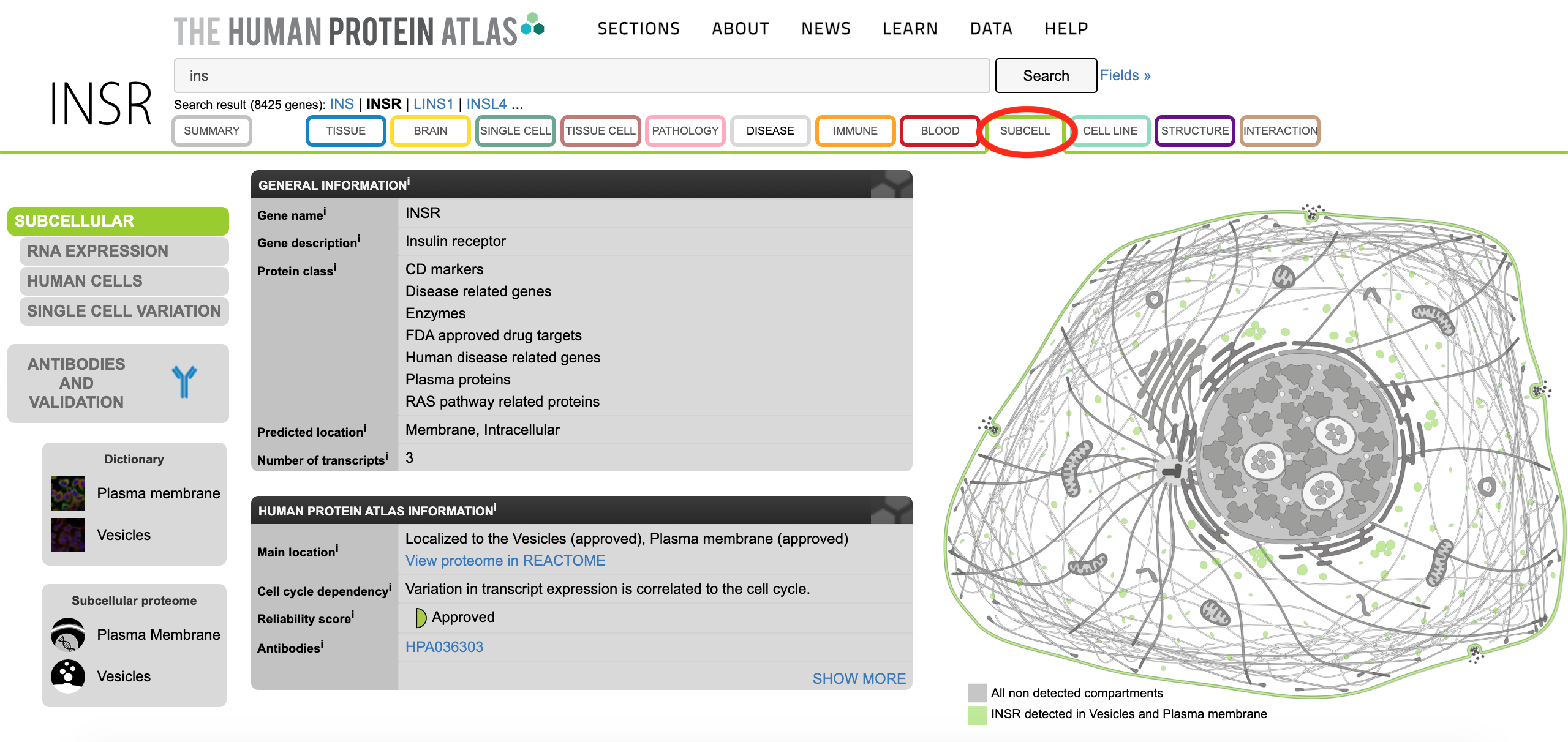 Screenshot of the Subcell tab of the Human Protein Atlas entry for INSR. It contains a table summarizing the subcellular localization of INSR. It also contains a graphical summary of insulin receptor localization. A diagram of a cell has the plasma membrane and vesicles colored.