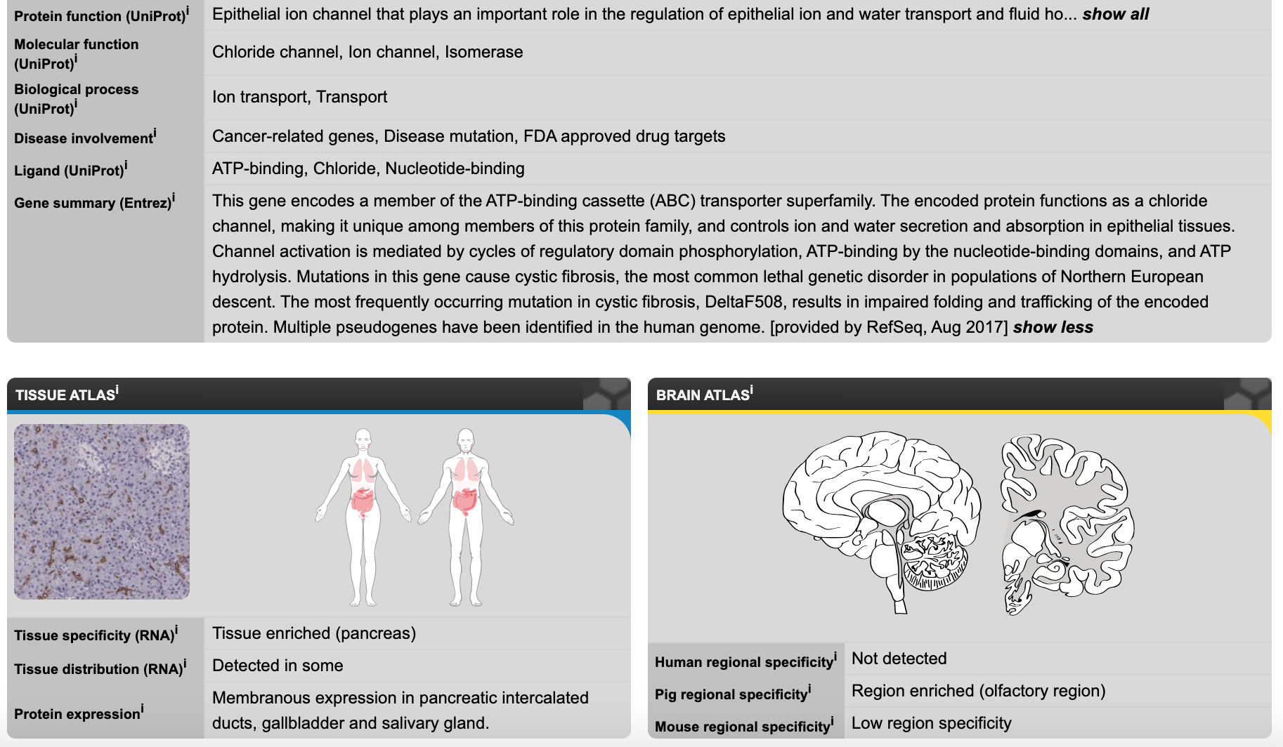 Screenshot of CFTR page from HPA. The portion of the page shown contains a table summarizing information about the protein such as its known functions and connections to disease, along with two diagrams displaying where the protein is expressed. The tissue atlas shows a diagram of the whole human body, with the abdomen and chest highlighted The abdomen highlighting is darker than the chest. The brain atlas shows a diagram of the human brain, with no highlighting.