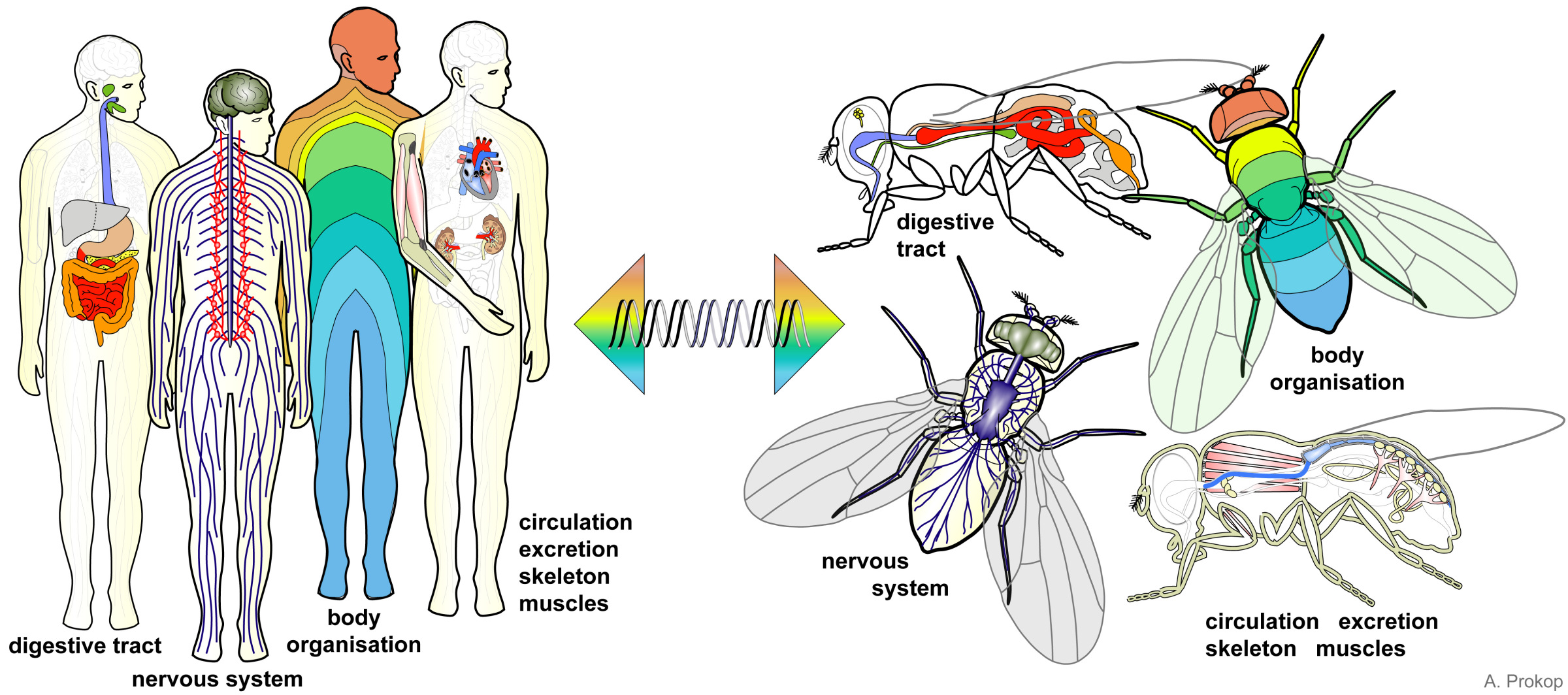 Diagram comparing human and fly anatomy. Four human and four fly figures are shown, each highlighting different systems. The diagrams are colored to show which anatomical structures correspond to each other. The four diagrams show 1) the digestive tract, 2) the nervous system, 3) body organization, and 4) circulation, excretion, skeleton, and muscles.