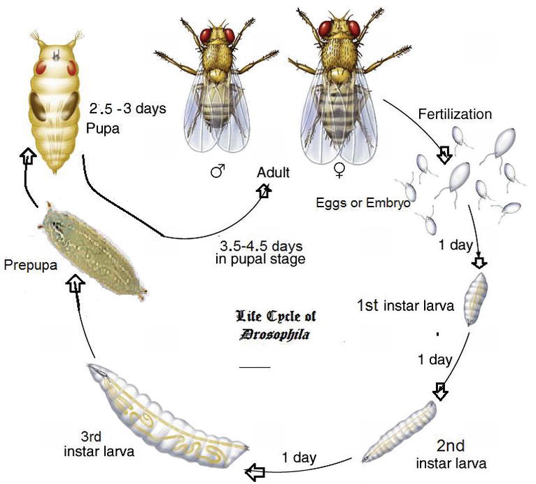 Circular diagram of the Drosophila life cycle, showing drawings of the different stages along with the approximate time spent in each stage. The diagram shows the egg or embryo stage which lasts 1 day, the first, second, and third instar larval stages which each last 1 day, the prepupa and pupa which last 2.5-3 days, and the adult flies, both male and female.