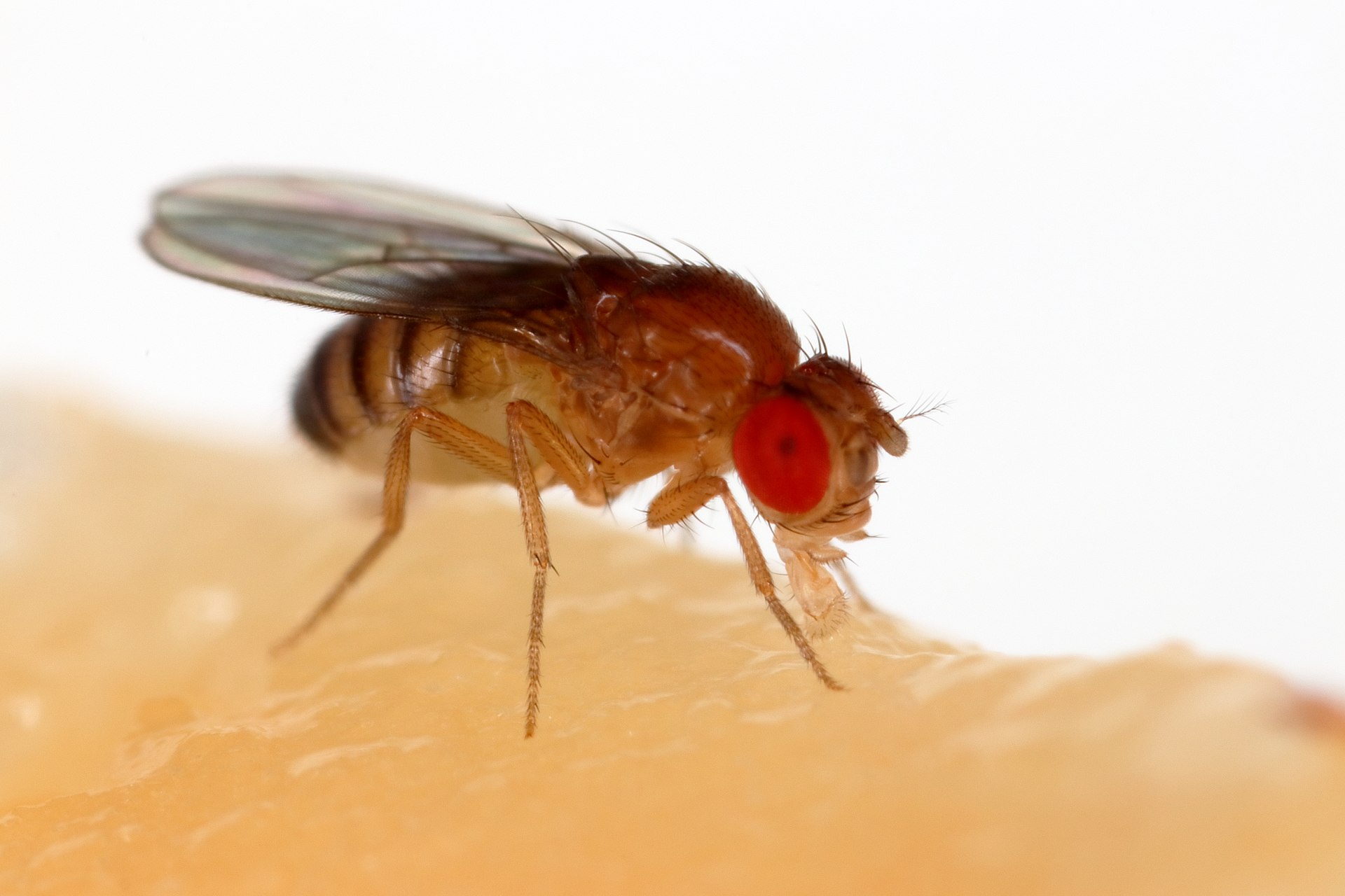 Picture of a fruit fly