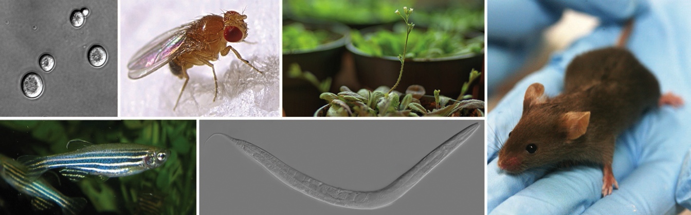 Two images are shown side-by-side.  On the left is a collage of pictures of several different model organisms.  On the right are Logos from different biological databases, including Human Protein Atlas, Protein Data Bank, Genbank, and Online Mendelian Inheritance in Man.