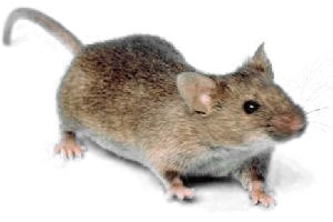 Photo of a mouse